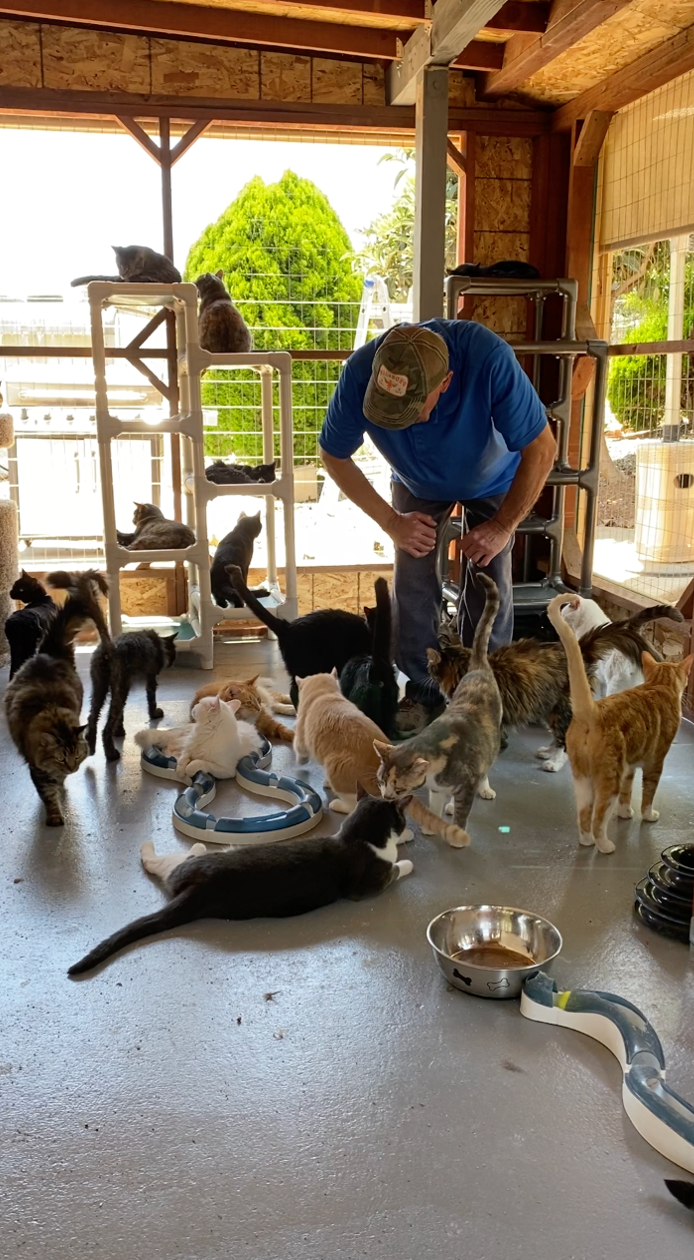 Enclosed Patio just for Cats!