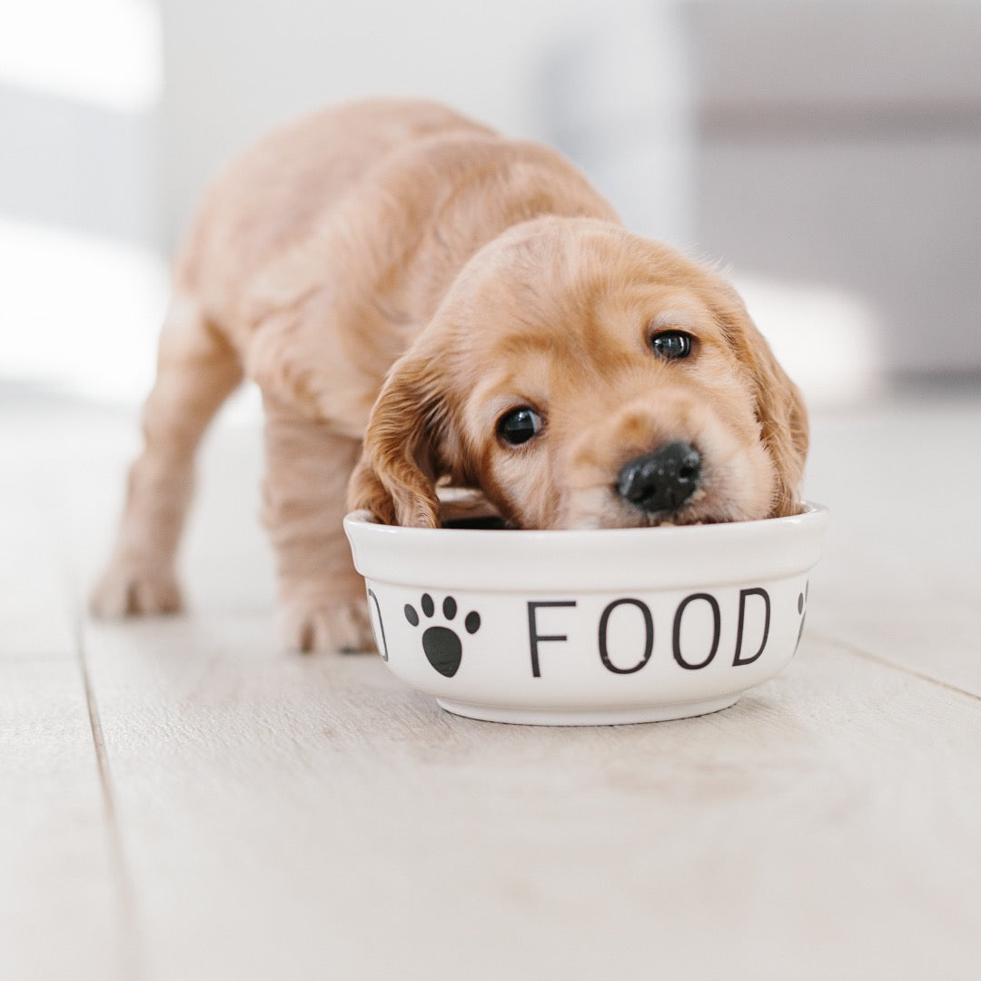 Food For Dogs